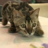 Voir la vidéo de Fabriquer un chat