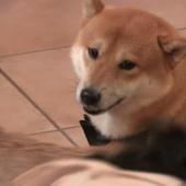 Voir la vidéo de L&#039;Homme, meilleur ami du chien 