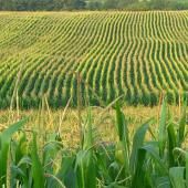 Des OGM au service de l’agriculture biologique ?