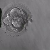 Voir la vidéo de Dessein d&#039;embryon