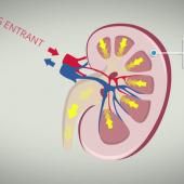 Voir la vidéo de La fonction urinaire comme vous ne l'avez jamais vue