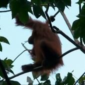 Voir la vidéo de Hutan ou comment préserver les orang-outans