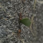 Voir la vidéo de Des fourmis bien orientées
