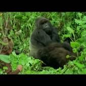 Voir la vidéo de Les gorilles après Dian Fossey
