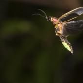 Éclairage sur la lumière des lucioles