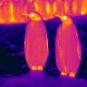 Les manchots réchauffés par une couche de froid