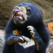 L’ours malais capable de mimétisme facial
