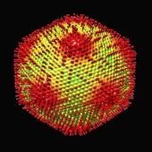 Medusavirus, un virus géant qui pétrifie ses victimes