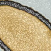Un virus de 30.000 ans, géant et... bien vivant !