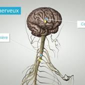 Voir la vidéo de Le système nerveux comme vous ne l&#039;avez jamais vu