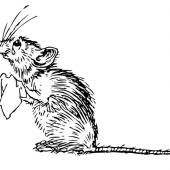 Quand le rat pleure, la souris prend peur