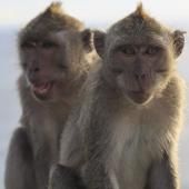 Lunettes contre nourriture ou le crime organisé chez les singes