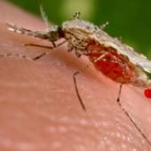 Une infection bactérienne pour lutter contre le paludisme
