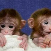 Premiers singes chimères