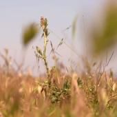 Voir la vidéo de Quand la nature sauve la nature