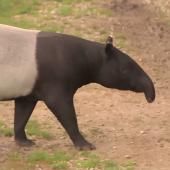 Voir la vidéo de De l&#039;énergie verte grâce aux animaux
