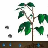 Voir la vidéo de Comment les plantes fabriquent-elles de l'oxygène ?