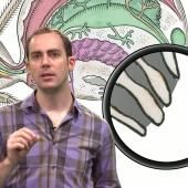 Voir la vidéo de Pourquoi la toile d'araignée est-elle si solide ?