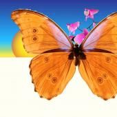 Voir la vidéo de D&#039;où vient la couleur des ailes de papillon ?