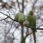 Voir la vidéo de Nourrir les oiseaux en hiver