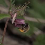 Voir la vidéo de De mémoire d&#039;abeille