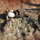 Argentine : découverte d’un cimetière de dinosaures datant de 220 millions d’années