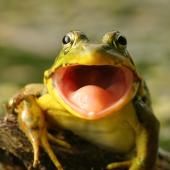Voir la vidéo de Une grenouille qui parle