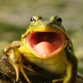 Voir la vidéo de Une grenouille qui parle 