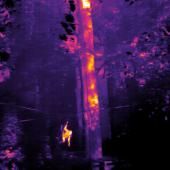 Bornéo : les orangs-outans observés comme des étoiles