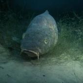 Voir la vidéo de Que font les poissons en hiver ?