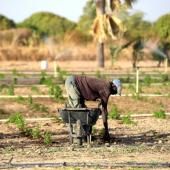  Contre le paludisme : l&#039;artemisia inquiète les scientifiques