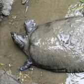 La tortue du Yangtsé au bord de l’extinction après une insémination ratée 