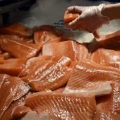 Le Canada autorise la production d’un saumon transgénique 