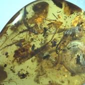 Ammonite dans l’ambre : une première