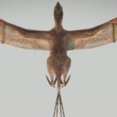 Voir la vidéo de Un dinosaure aux ailes de chauve-souris
