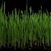 Voir la vidéo de Croissance de l&#039;herbe