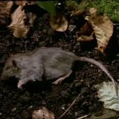 Voir la vidéo de Décomposition d&#039;un rat