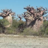 Voir la vidéo de Graine de baobab