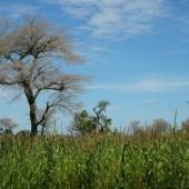 Faidherbia Albida, arbre refuge de l&#039;agriculture sahélienne 