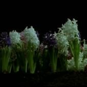 Voir la vidéo de Floraison des jacinthes