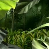 Voir la vidéo de Forêt tropicale