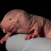 Voir la vidéo de Le secret antidouleur des rats-taupes nus
