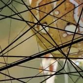Voir la vidéo de Arachna, les voyages d&#039;une femme araignée
