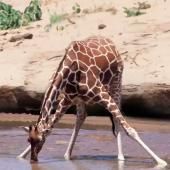 Voir la vidéo de Grandeurs et décadences de la girafe