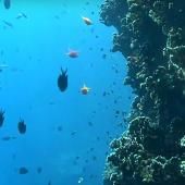 Voir la vidéo de La reproduction des coraux