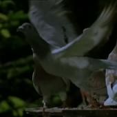 Voir la vidéo de Vols de pigeons