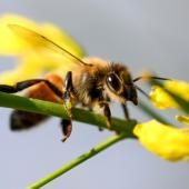 Le déclin des abeilles menace la sécurité alimentaire mondiale, selon la FAO