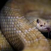  L’OMS veut s’attaquer aux morsures mortelles de serpents