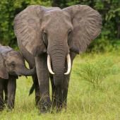 Baisse du braconnage des éléphants d&#039;Afrique 
