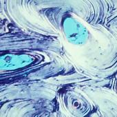 Voir la vidéo de Nuit étoilée de Van Gogh et l’os